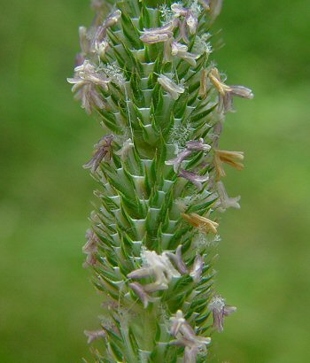 Phleum_pratense_flowers.jpg