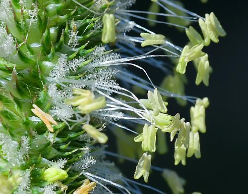 Phleum_pratense_flowers1.jpg