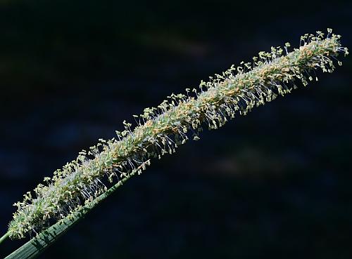 Phleum_pratense_inflorescence.jpg