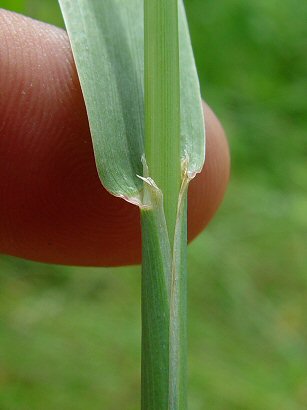 Phleum_pratense_leaf_base.jpg