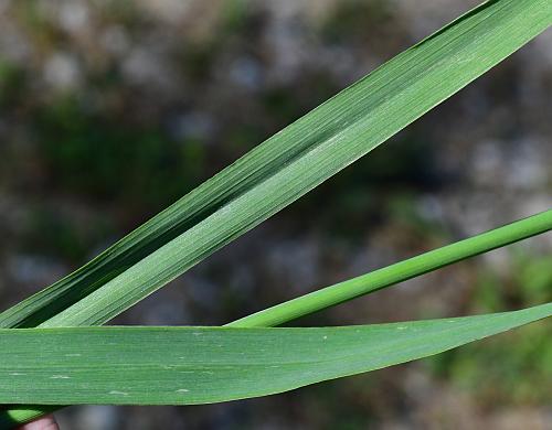 Phleum_pratense_leaves.jpg