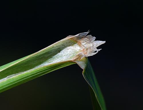 Phleum_pratense_ligule.jpg