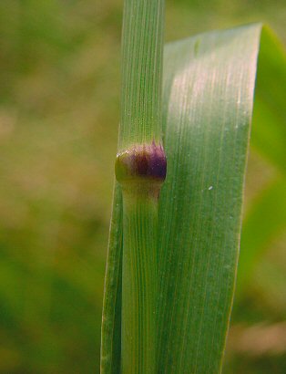 Phleum_pratense_node.jpg