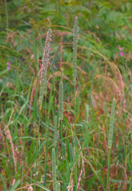 Phleum_pratense_plant.jpg