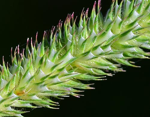 Phleum_pratense_spikelets.jpg