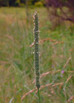 Phleum pratense thumbnail