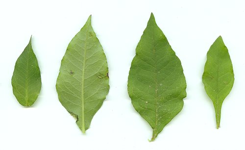 Phlox_amplifolia_leaves.jpg
