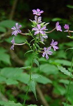 Phlox amplifolia thumbnail