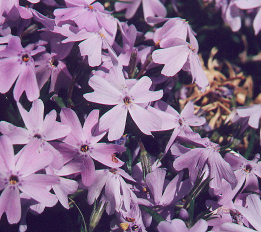 Phlox_bifida_flowers.jpg