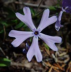 Phlox bifida thumbnail