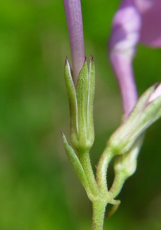 Phlox_carolina_ssp_angusta_calyx.jpg