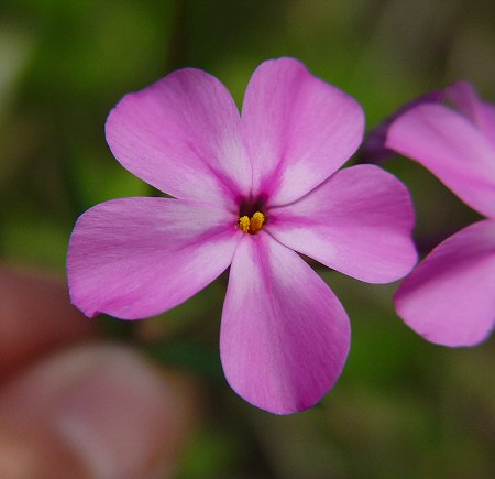 Phlox_carolina_ssp_angusta_flower.jpg