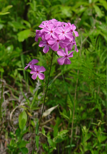 Phlox_carolina_ssp_angusta_plant.jpg