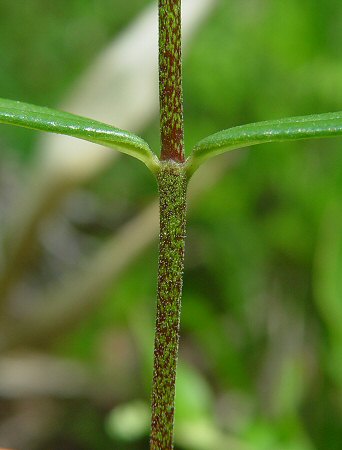 Phlox_carolina_ssp_angusta_stem.jpg