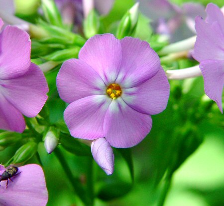 Phlox_carolina_ssp_carolina_flower.jpg