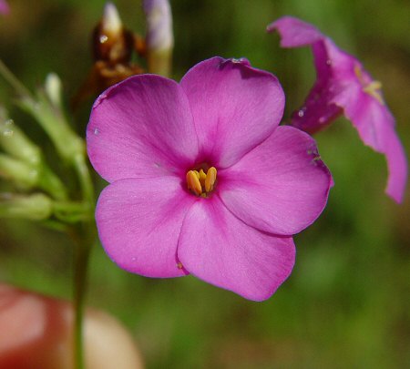 Phlox_carolina_ssp_carolina_flower2.jpg