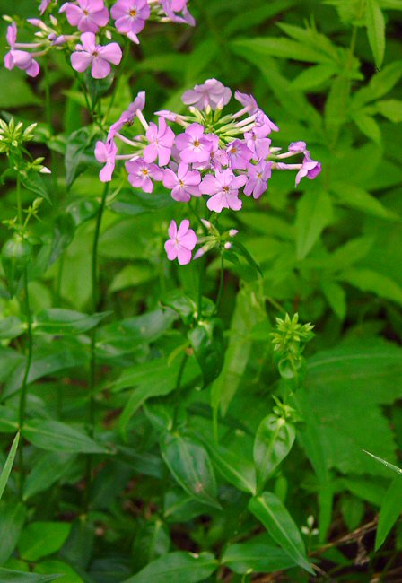 Phlox_carolina_ssp_carolina_plant.jpg