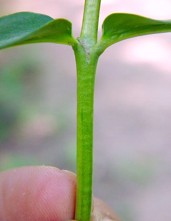 Phlox_carolina_ssp_carolina_stem.jpg