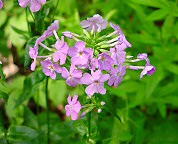 Phlox carolina ssp. carolina thumbnail