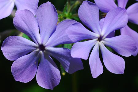 Phlox_divaricata_7lobed.jpg