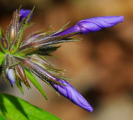 Phlox_divaricata_buds.jpg