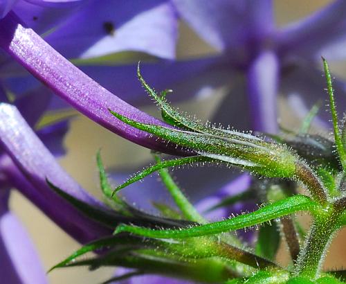 Phlox_divaricata_calyces.jpg