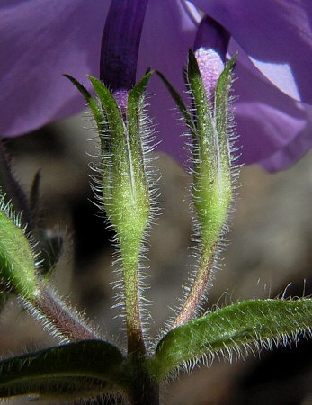 Phlox_divaricata_calyx.jpg