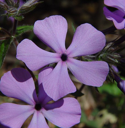 Phlox_divaricata_flowers.jpg