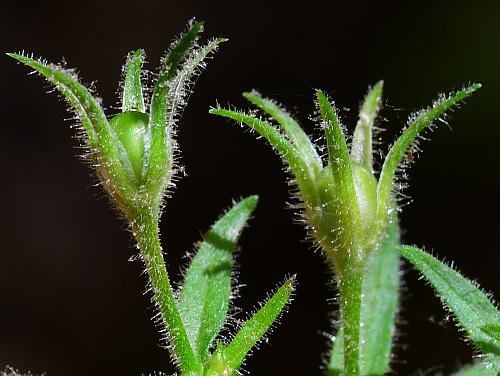 Phlox_divaricata_fruits.jpg