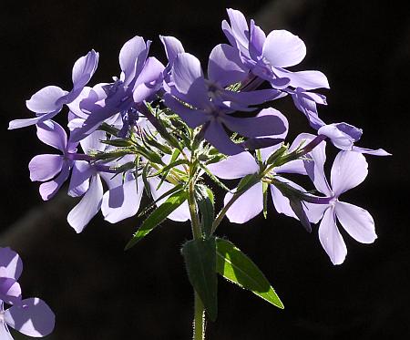 Phlox_divaricata_inflorescence.jpg