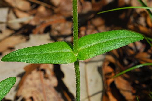 Phlox_divaricata_leaves1.jpg