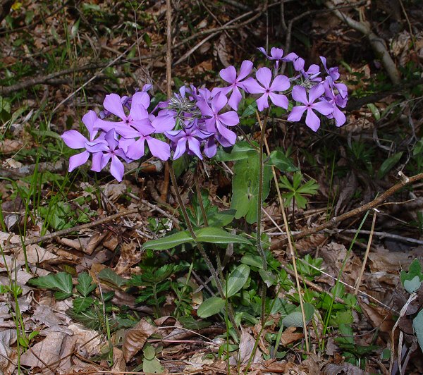 Phlox_divaricata_plant.jpg