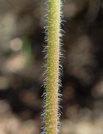 Phlox_divaricata_stem.jpg