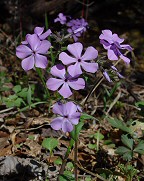 Phlox divaricata thumbnail