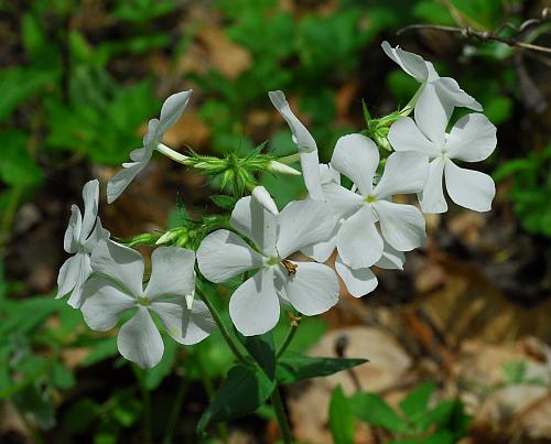 Phlox_divaricata_white.jpg