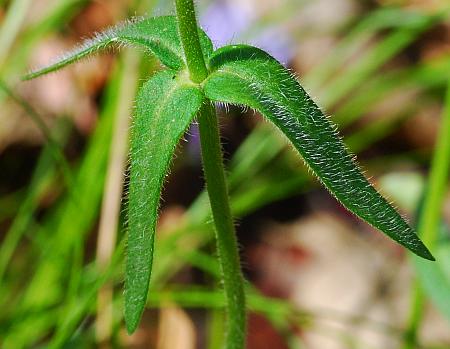 Phlox_divaricata_whorl.jpg