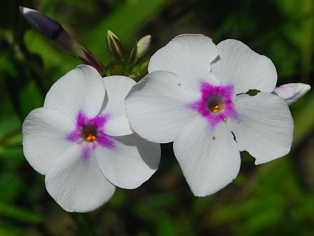 Phlox_glaberrima_alba.jpg