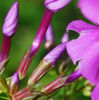 Phlox_glaberrima_calyces.jpg