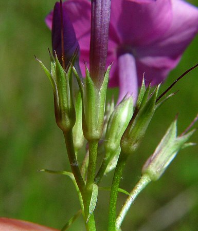 Phlox_glaberrima_calyx.jpg