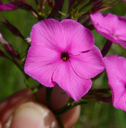 Phlox_glaberrima_flower.jpg