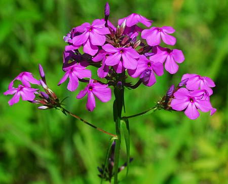 Phlox_glaberrima_inflorescence.jpg