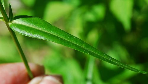 Phlox_glaberrima_leaf1.jpg