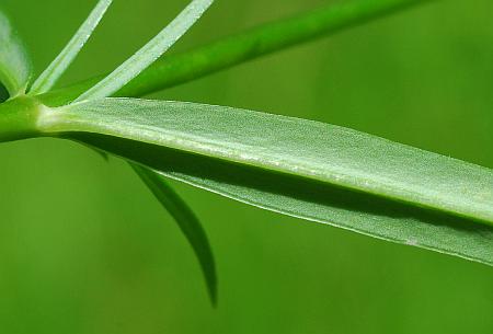 Phlox_glaberrima_leaf2.jpg