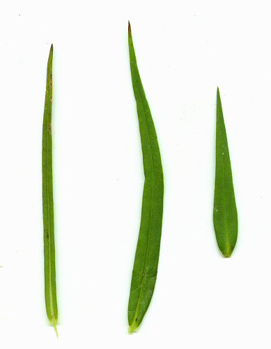 Phlox_glaberrima_leaves.jpg