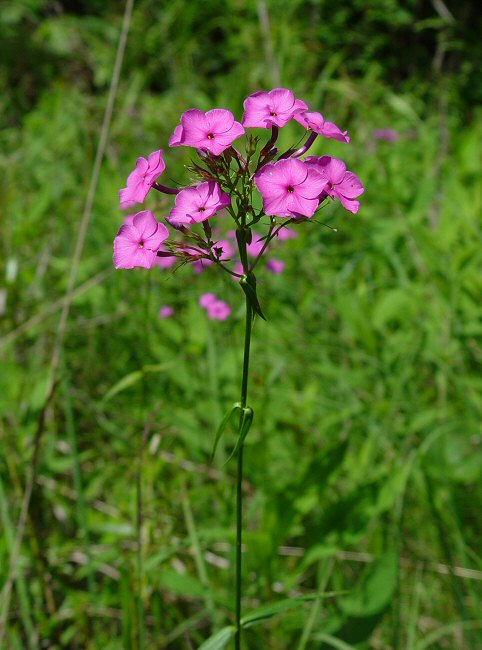 Phlox_glaberrima_plant.jpg