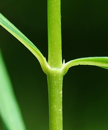 Phlox_glaberrima_stem1.jpg