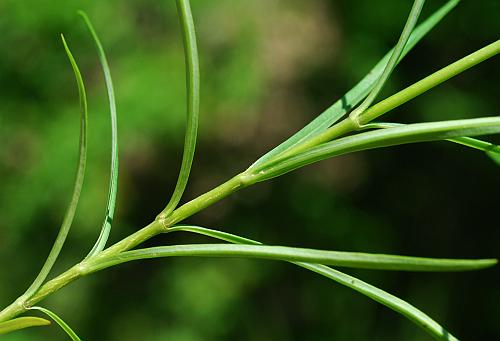 Phlox_glaberrima_stem2.jpg