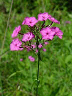 Phlox glaberrima thumbnail