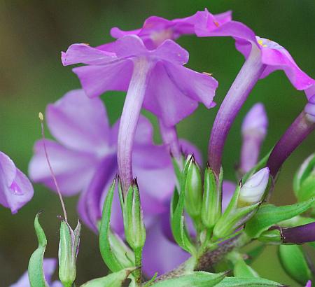 Phlox_maculata_calyces.jpg