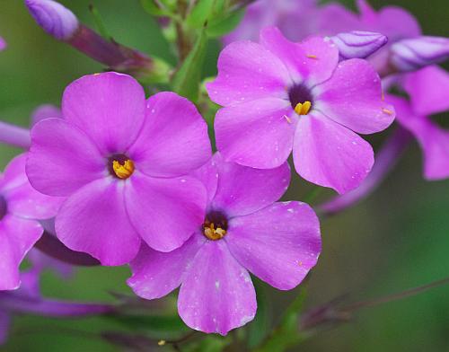 Phlox_maculata_corollas.jpg